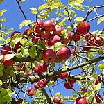 organic apples in a tree