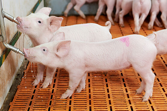 Two piglets drinking from a trough