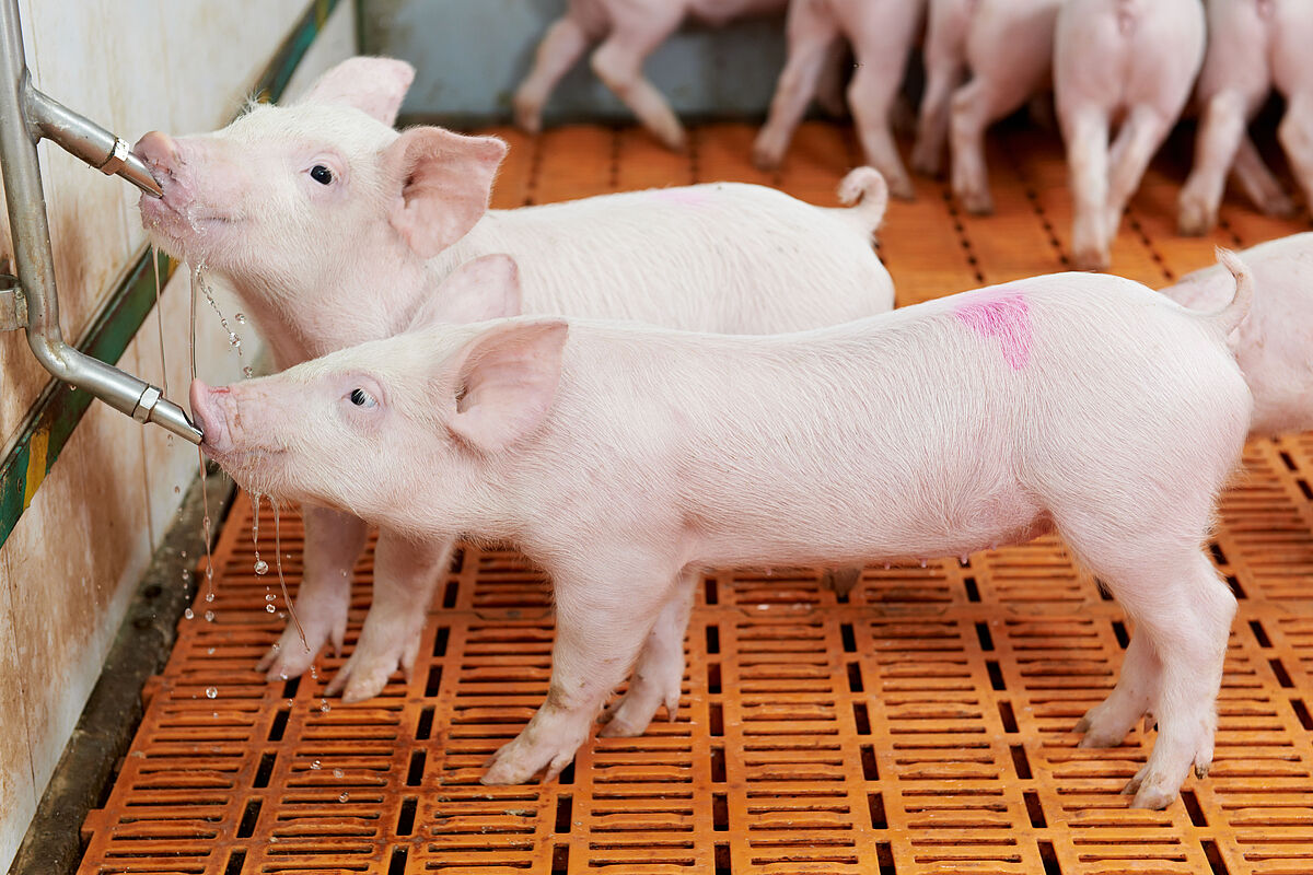 Zwei Ferkel trinken aus einer Flasche