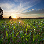 corn field