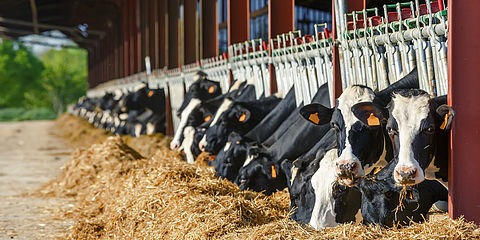 Cows eating hay after feed analysis.