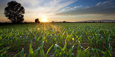 Mais auf einem Feld - die Pflanzen gehören zu den Inputstoffen von Biogasanlagen.